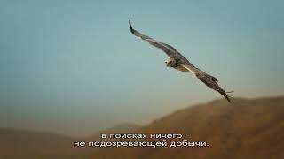 Surikaty 2008 XviD DVDRip ExKinoRay