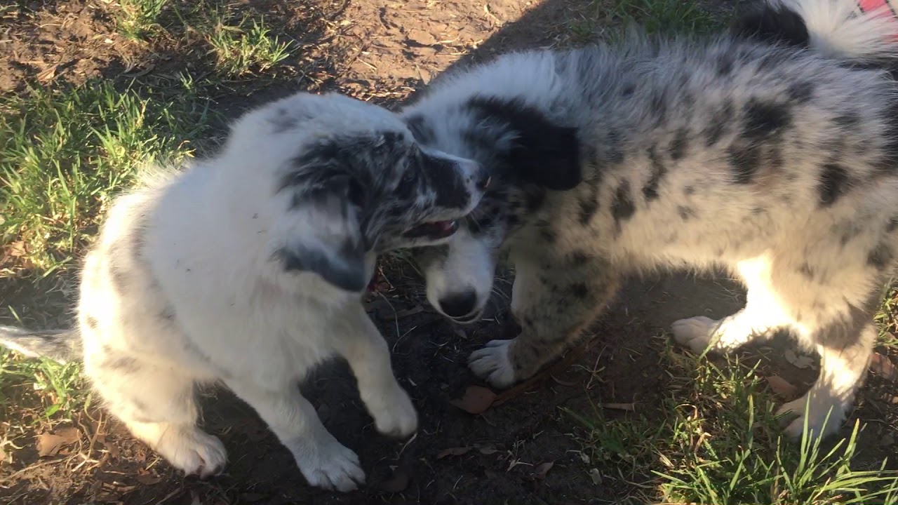 Blue-eyed Blue Merle puppy - YouTube