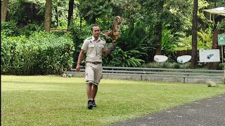 Full Bird of Prey Show -Pertunjukan burung pemangsa Taman Safari Indonesia Bogor - Petualangan Zayan