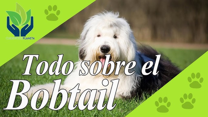 BOBTAIL O VIEJO PASTOR INGLES