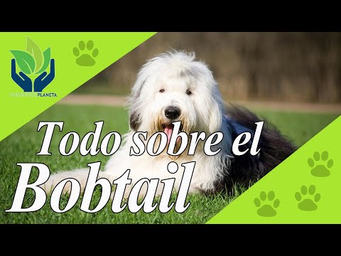 Vídeo: O que é seguro bobtail?