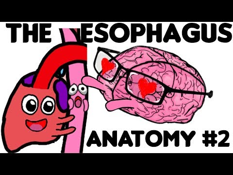 The Esophagus: Anatomy PART 2