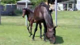 Levity Pf - 1 12 Months Old