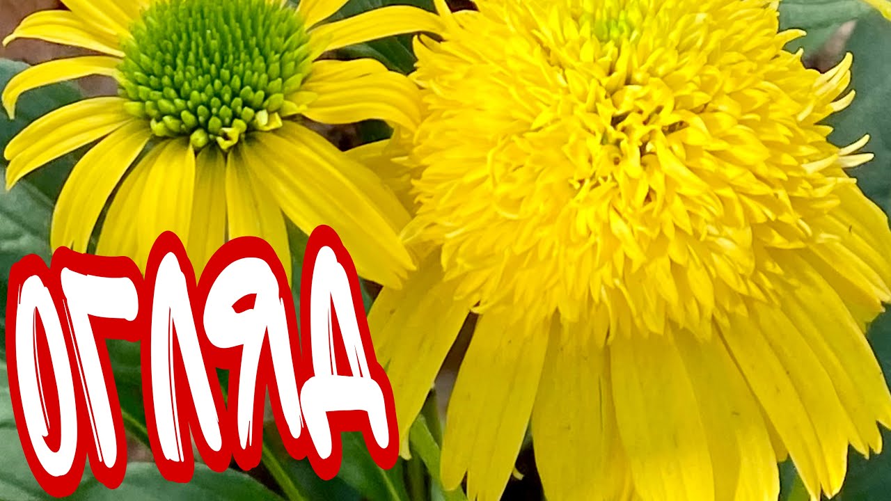 Огляд #ехінацеі “Sunny Days Lemon», які переваги у вирощуванні?