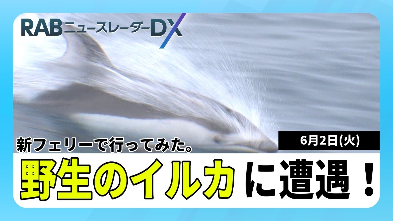 Dolphin watching with a view! I went to see the wild dolphins in