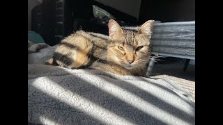 Giddy - Available for adoption!