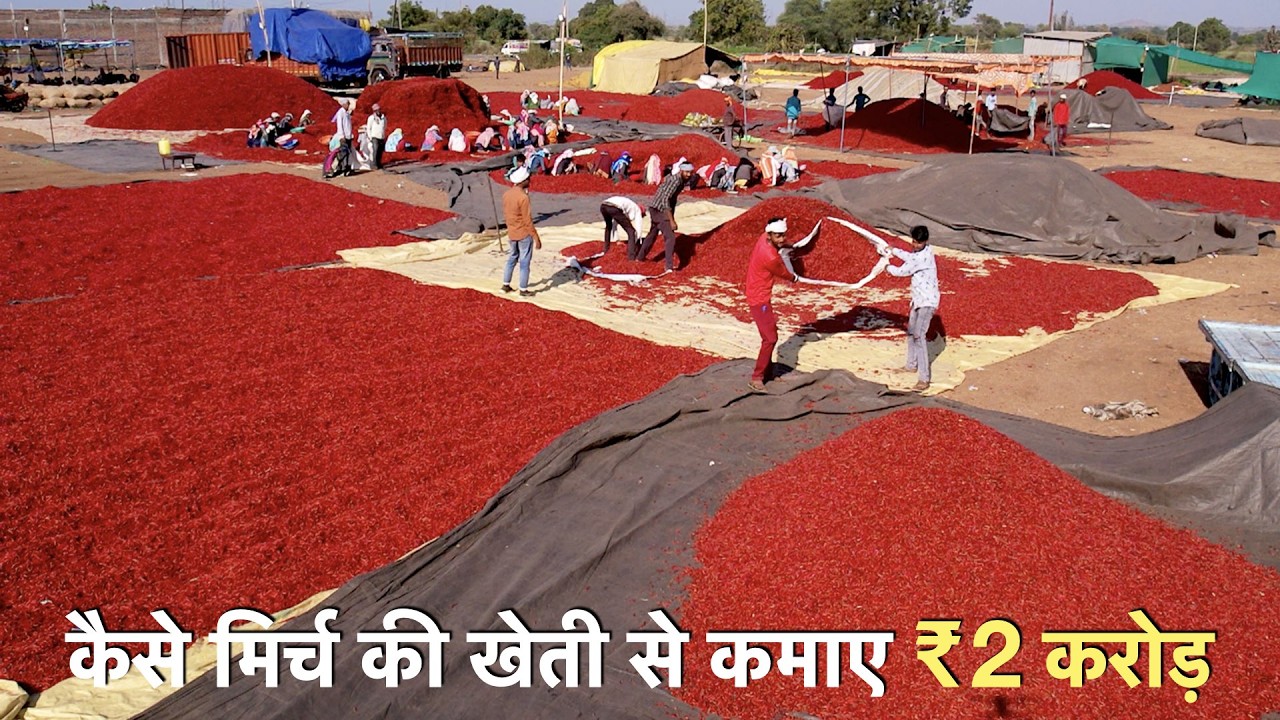 A to Z chilli farming technique with mulching + drip irrigation in India profit  मिर्च की खेती