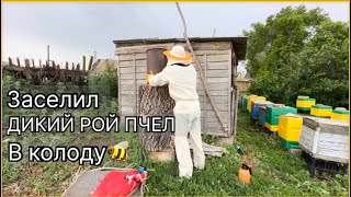 началась роевая горячка! 