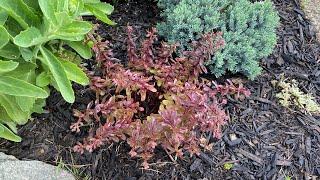 Sedum With Deep Pink Flowers, 6 Weeks After Divide & Transplant - May 23, 2023