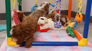 Blue Diamond Janes F1 Cavapoo Litter