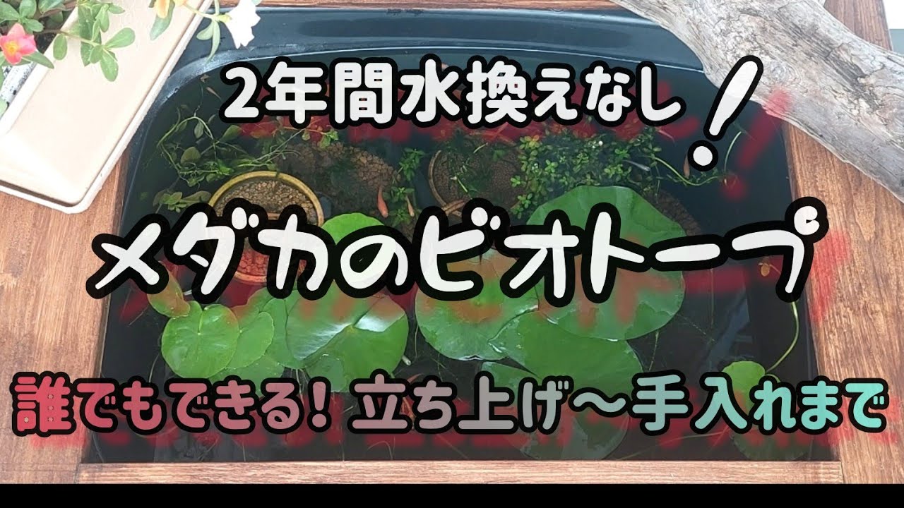 How did they create a biotope without changing the water for two