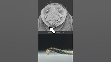 Fleas - eggs, larvae, and adults!  #science #insects