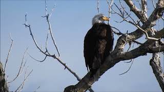 AGUILA CALVA haliaeetus leucocephalus BALD EAGLE