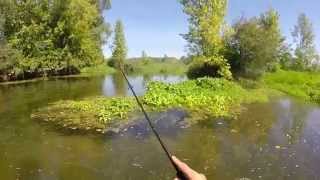 Pêche au leurre (une rencontre insolite, brochet, blackbass, perche, touches live) -- GoPro HD --