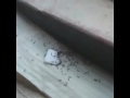 تخويف النمل بصوت حقير خايس تخويف النمل بصوت حقير خايس