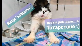 картинка: Счастливый конец истории кота-парашютиста. Кастрация и котовья миграция из Подмосковья в Татарстан.