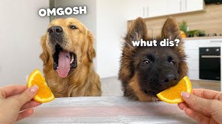 Dog Reviews Food with German Shepherd Brother  Part 2