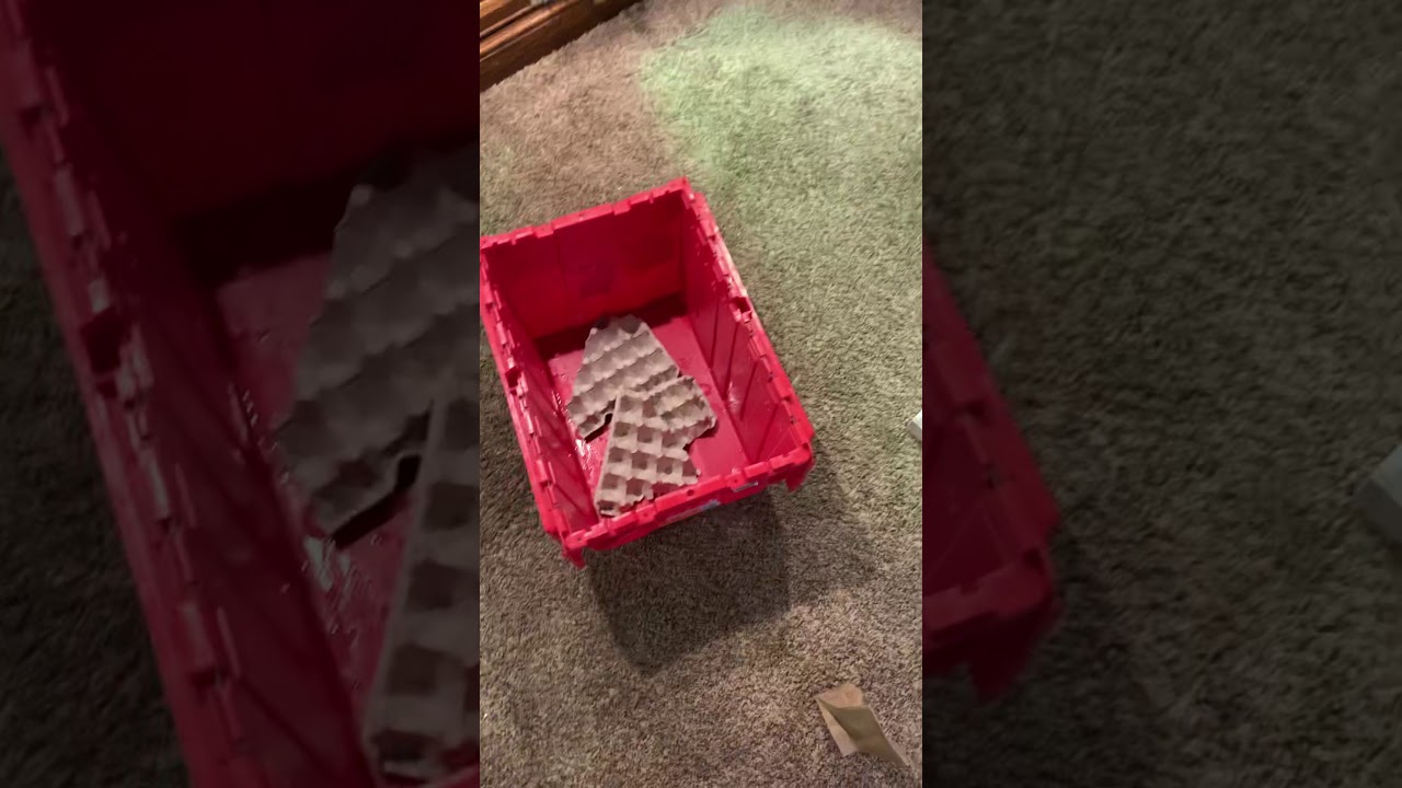 Aidan water Monitor Will she eat