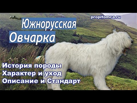 Южнорусская овчарка: интересные факты. История и описание породы