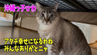 【なじゅDay】譲渡会後の園長宅の様子