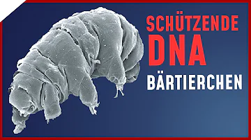 Was können Bärtierchen?