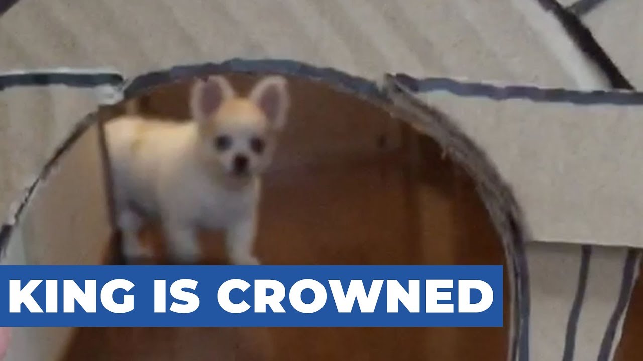 petco hours Dog Wears Cardboard Crown