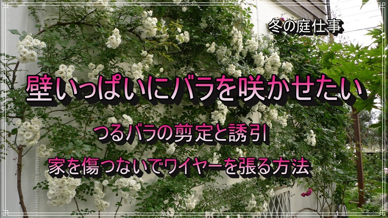 壁いっぱいにバラを咲かせたい ガーデニング 壁にワイヤーを張る方法 つるバラの剪定と誘引 壁の塗装diy 暮らしを楽しむvlog Youtube