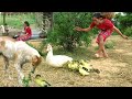 A woman and Dog catch baby duck ,Mother duck and Cricket - Cooking and Eat with dog .
