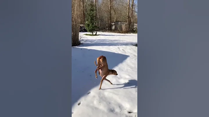 This dog can walk on his two front legs