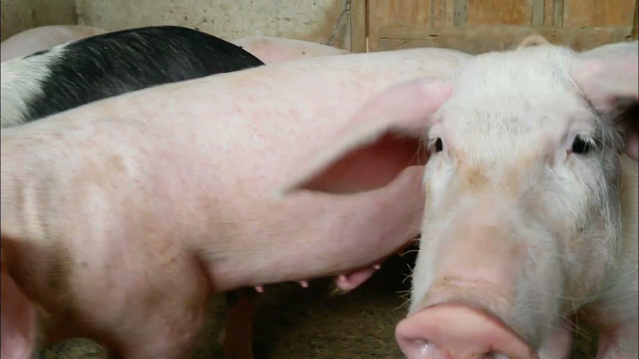 SEE SIGN TO KNOW YOUR PIG IS PREGNANT YouTube