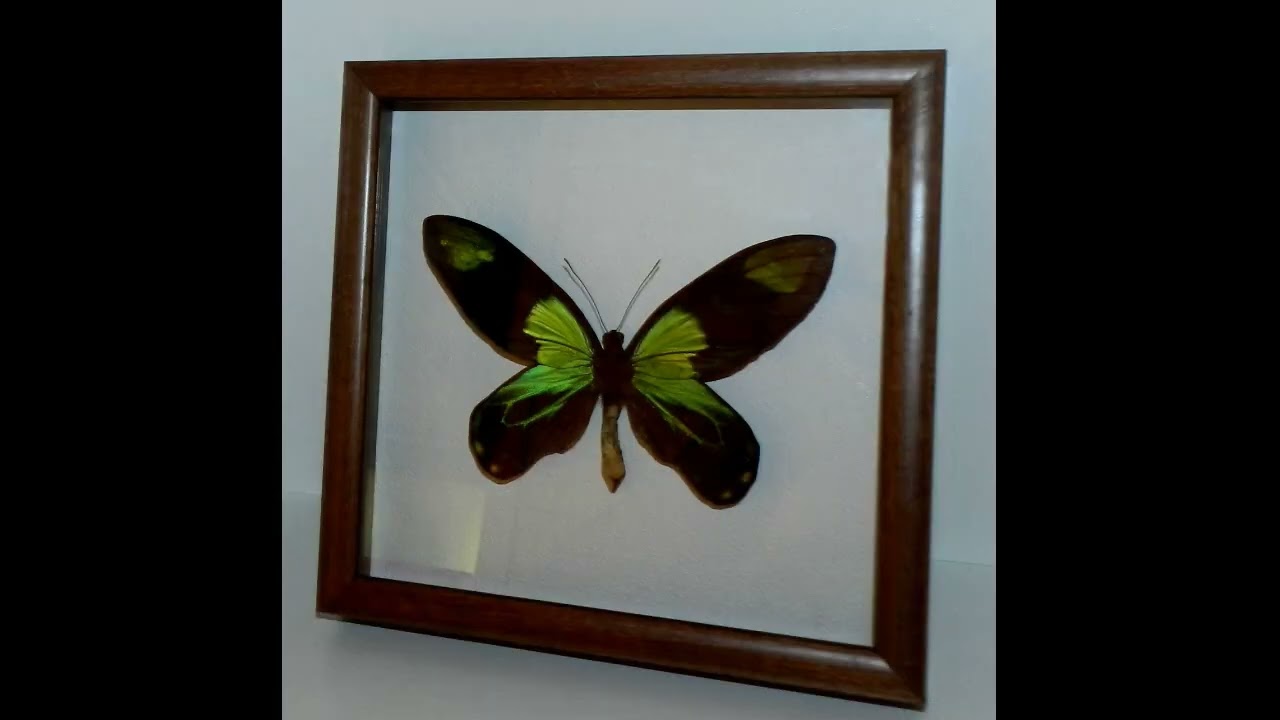 Ornithoptera victoriae riginae male RORM RUBESCO в рамке