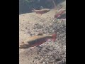 Brook Trout in full spawning colors in an urban creek!