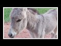 Donkeys And Buffaloes In The Countryside جوله فى الريف المصرى وجماله 