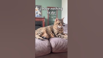 Lazy Cat Vibes | “Nothing to Do” Monday to Sunday 🐱🎶