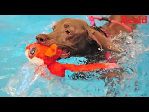 Video: Hidroterapie Vir Honde