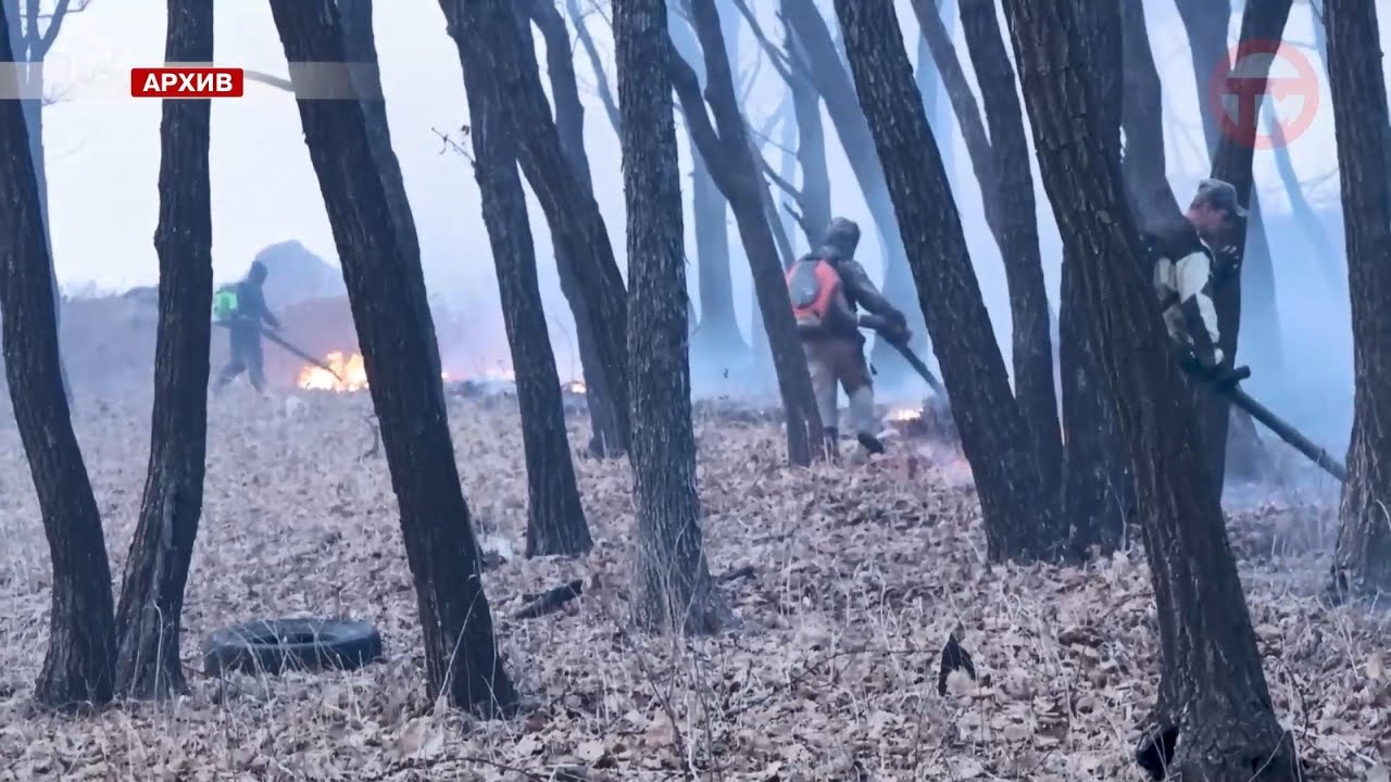 📸 Видеокамеры с элементами искусственного интеллекта появятся в Минлесхозе Приморья