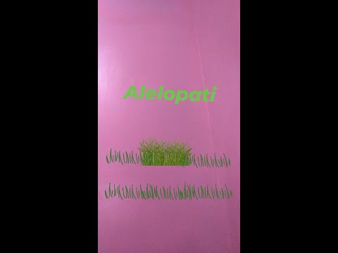 Video: Ալելոպաթիկ բույսեր - ինչ է ալելոպաթիան