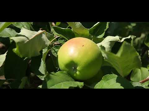 Cartlis, გეგმიური წამლობა ვაშლის ბაღში!