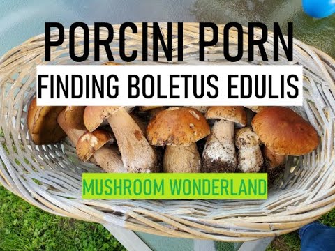 Porn Mushroom