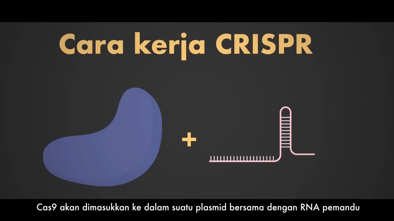 Fast Growing Tree | Universitas Brawijaya | PKM GFK