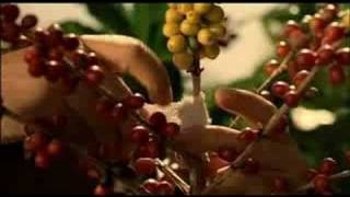 Download Lagu Doncafe - Adoption MP3