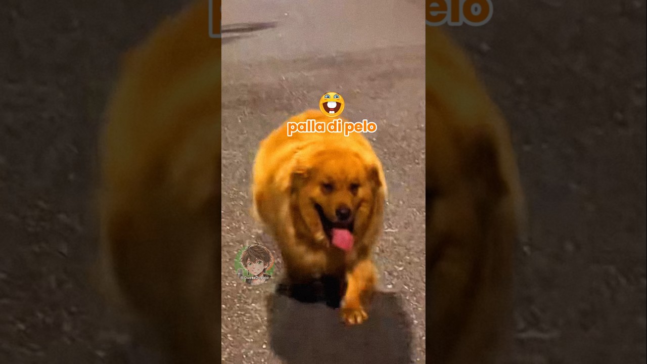 🐶 Cane panzone (PARTE 13)