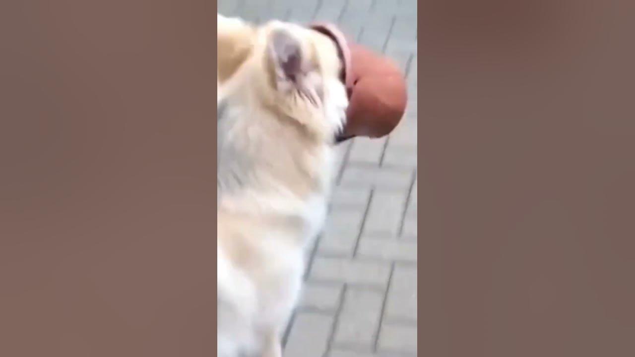 сабачка - YouTube