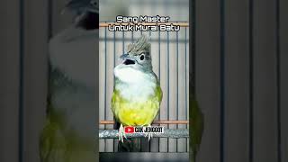 Cucak Jenggot Cocok Untuk Masteran Murai Batu 