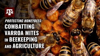 Meet The Scientists Racing To Save America's Honey Bees