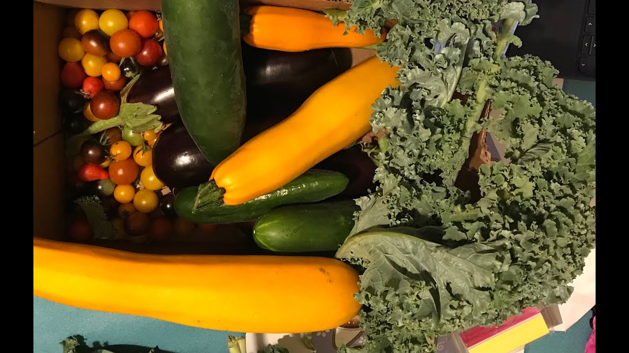 Vegetables Harvesting Vegetables Gardening Summer Gardening YouTube