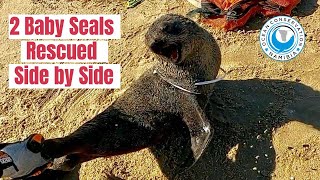 2 Baby Seals Rescued Side by Side