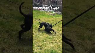 Half Sisters At Play