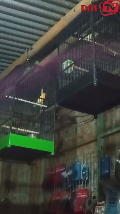 master flamboyan ngentir