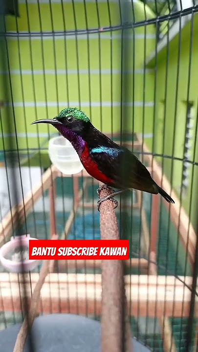 Kolibri ninja Damer (Dada Merah) isian mewah #koningacor